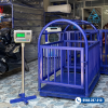 Cân heo điện tử A12