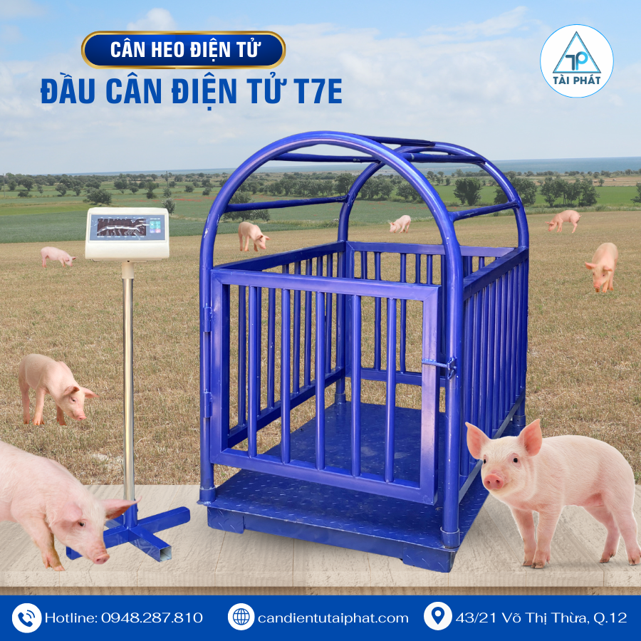 Cách Chọn Cân Heo Điện Tử Phù Hợp Theo Quy Mô Chăn Nuôi 6 Để cân trên mặt phẳng, thăng bằng