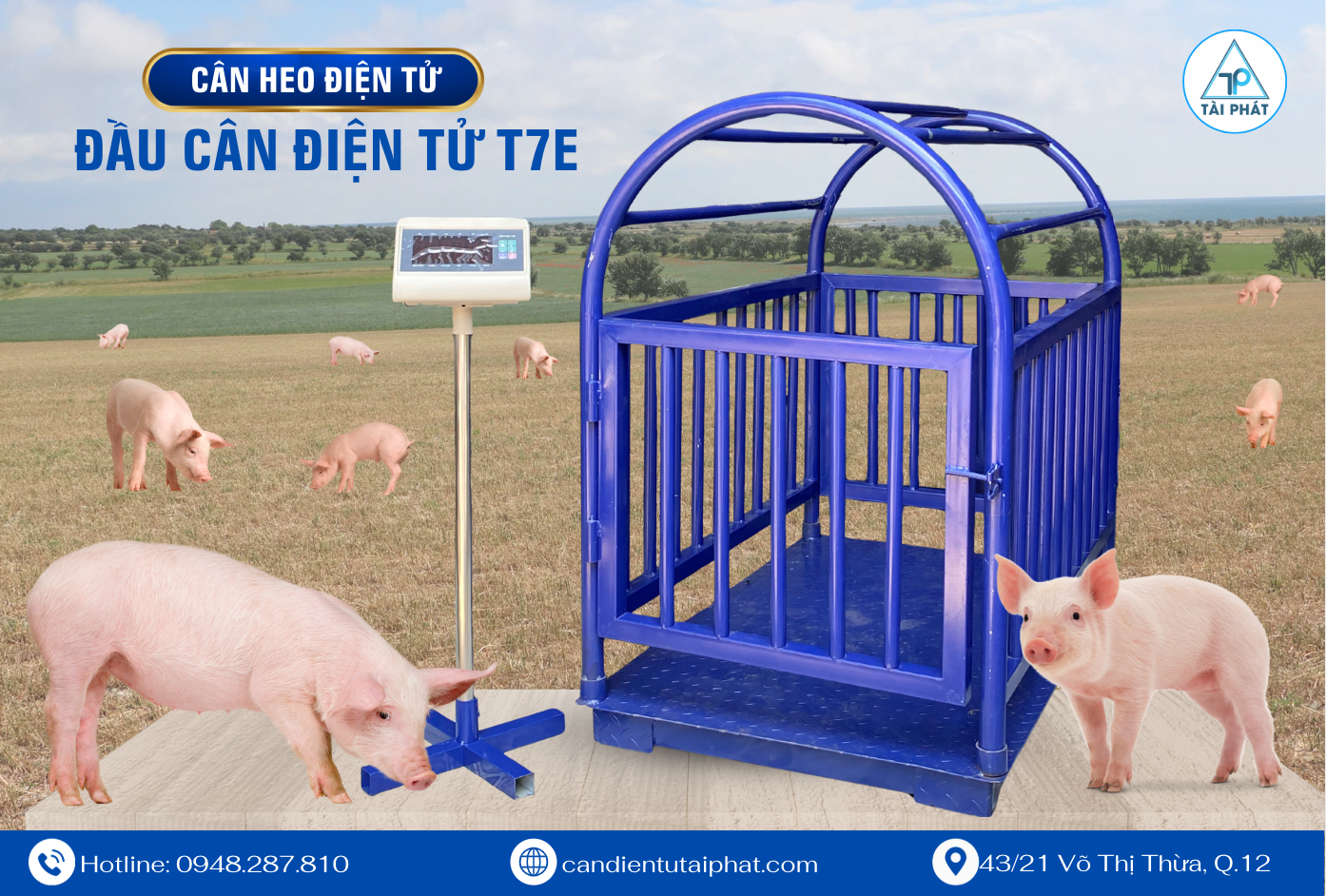Cách chọn cân heo điện tử phù hợp với mô hình và giá tiền